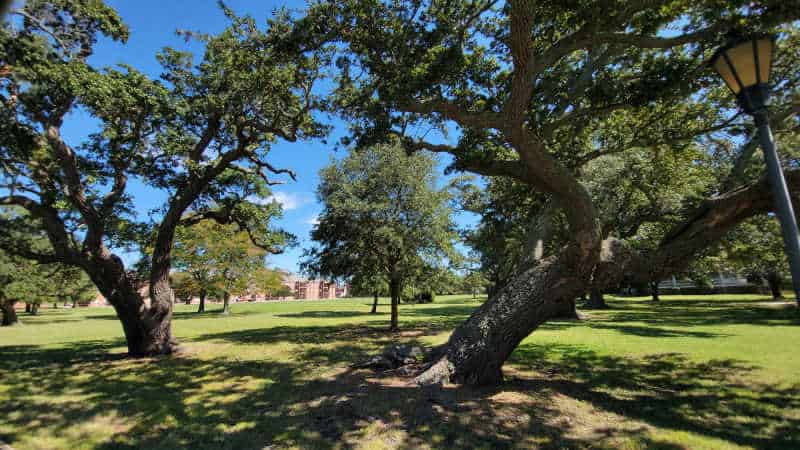 parade grounds with green grass and trees in Fort Monroe National Monument