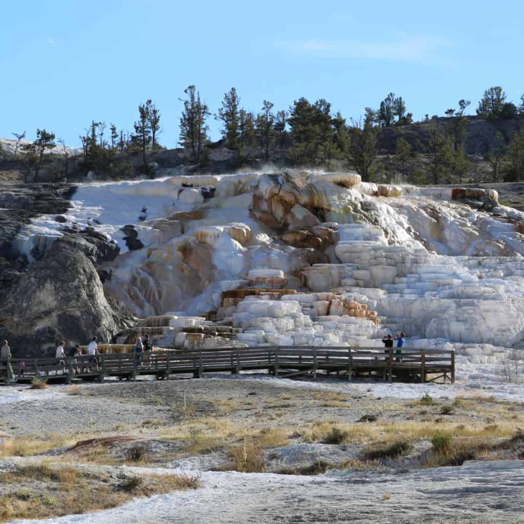 Lower Terraces Mammoth Hot Springs Yellowstone National Park