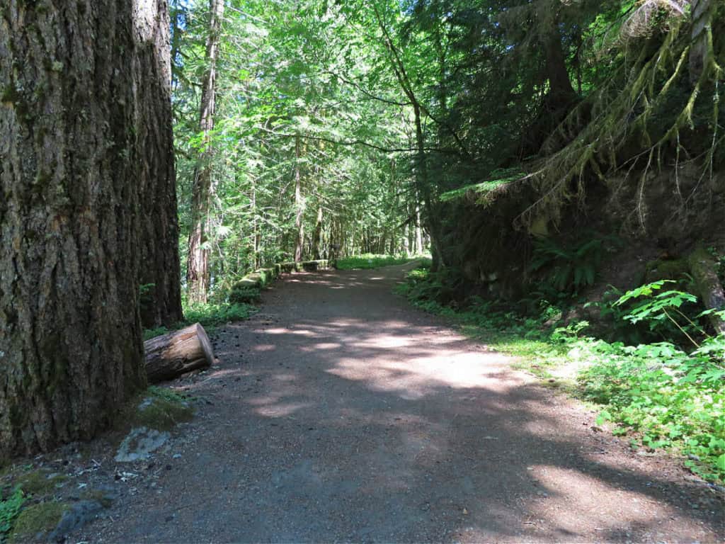 Trees along the Silver Lake Loop Trail at Mount Rainier National Park