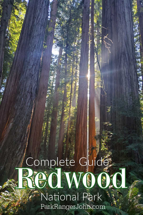 plan your visit redwood national park