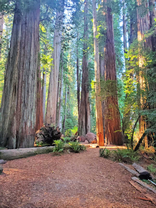 are dogs allowed in redwood national park california