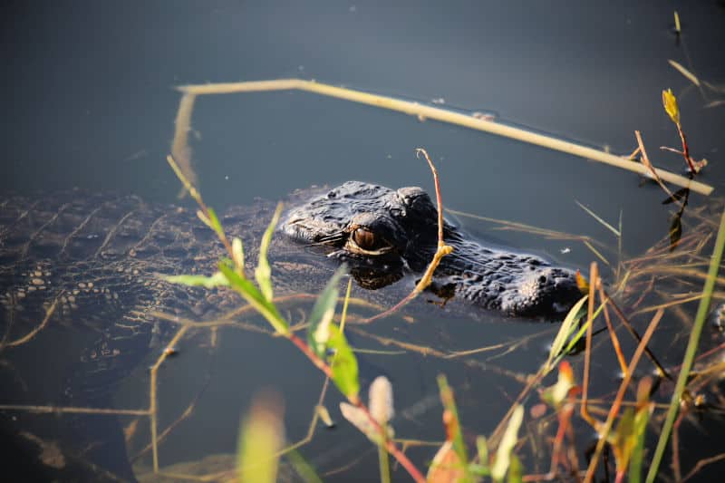 Alligator in the water in Everglades NP