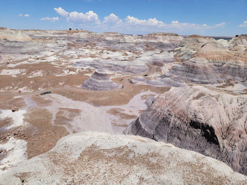 are dogs allowed in petrified forest