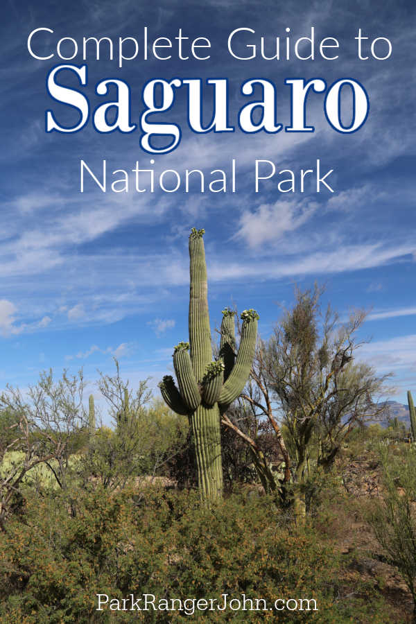 Saguaro National Park With Kids - Phoenix With Kids