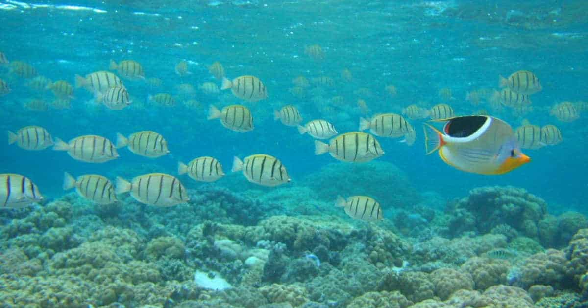 National Park of American Samoa | Park Ranger John