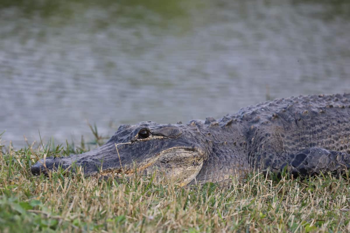 American Alligator at Big Cypress National Preserve