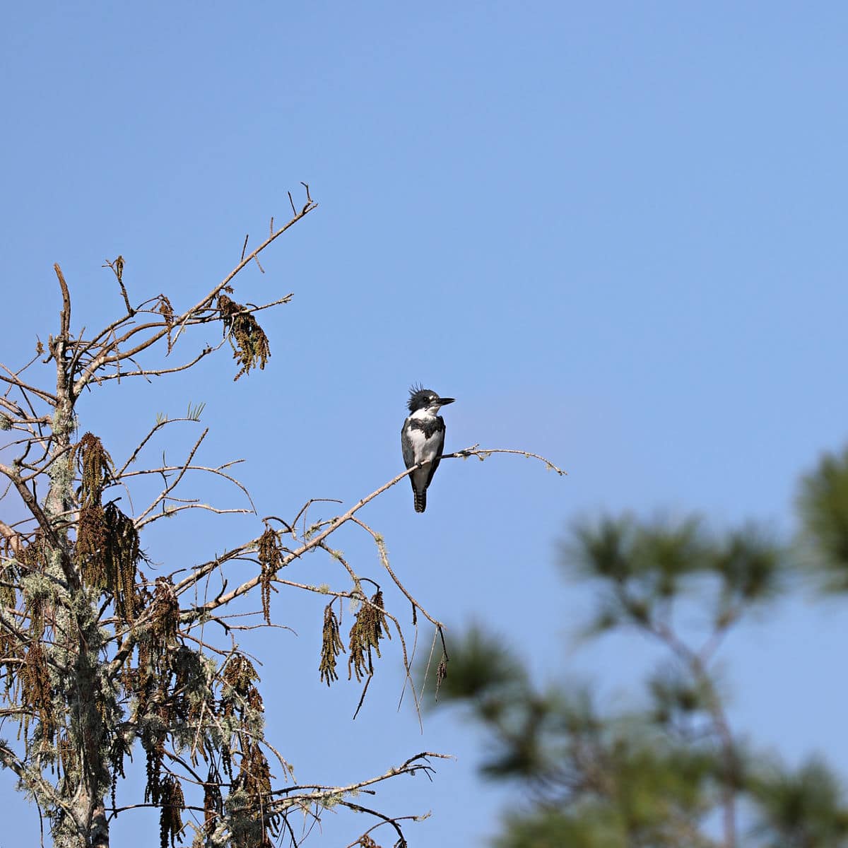 Belted Kingfisher at Big Cypress National Preserve