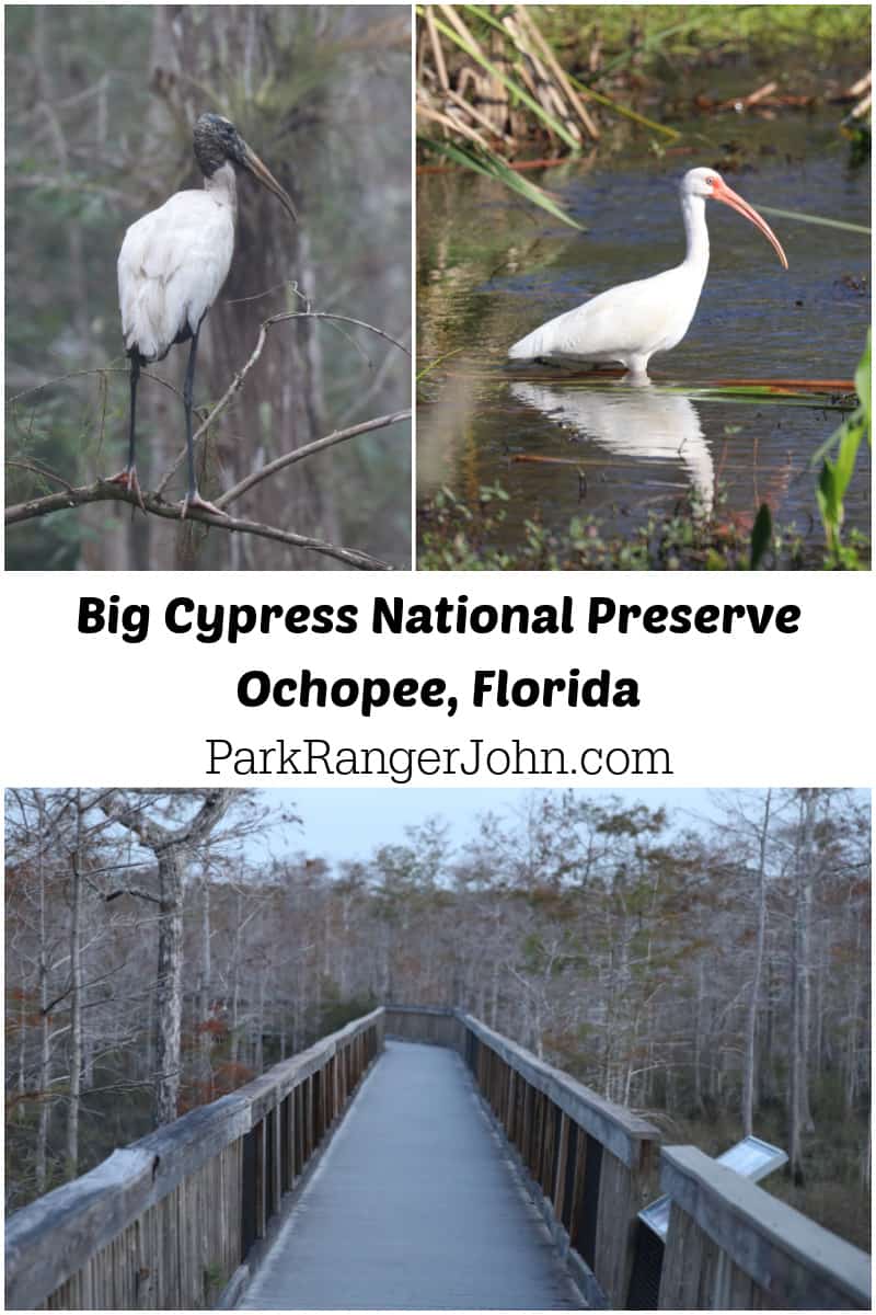 Text "Big Cypress National Park Ochopee Florida by ParkRangerJohn.com" with three photos. photo 1 is a wood stork, photo 2 is a White Ibis, photo 3 is a boardwalk trail