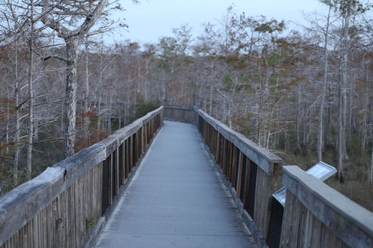 Boardwalk trail in Big Cypress National Preserve