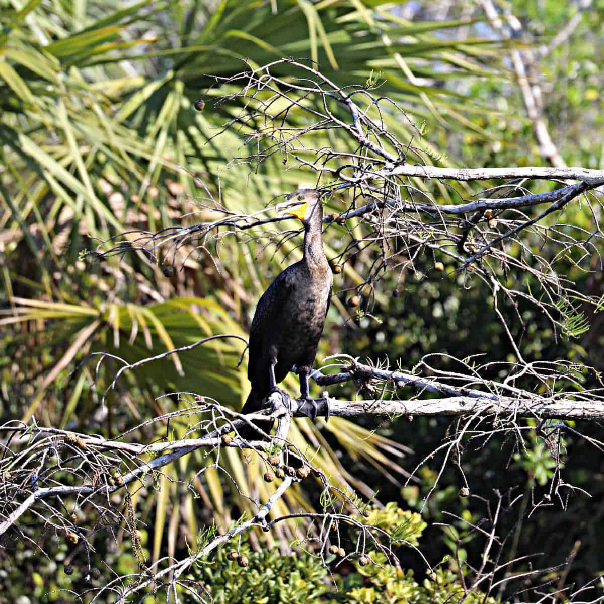Double Crester Cormorant in Big Cypress National Preserve