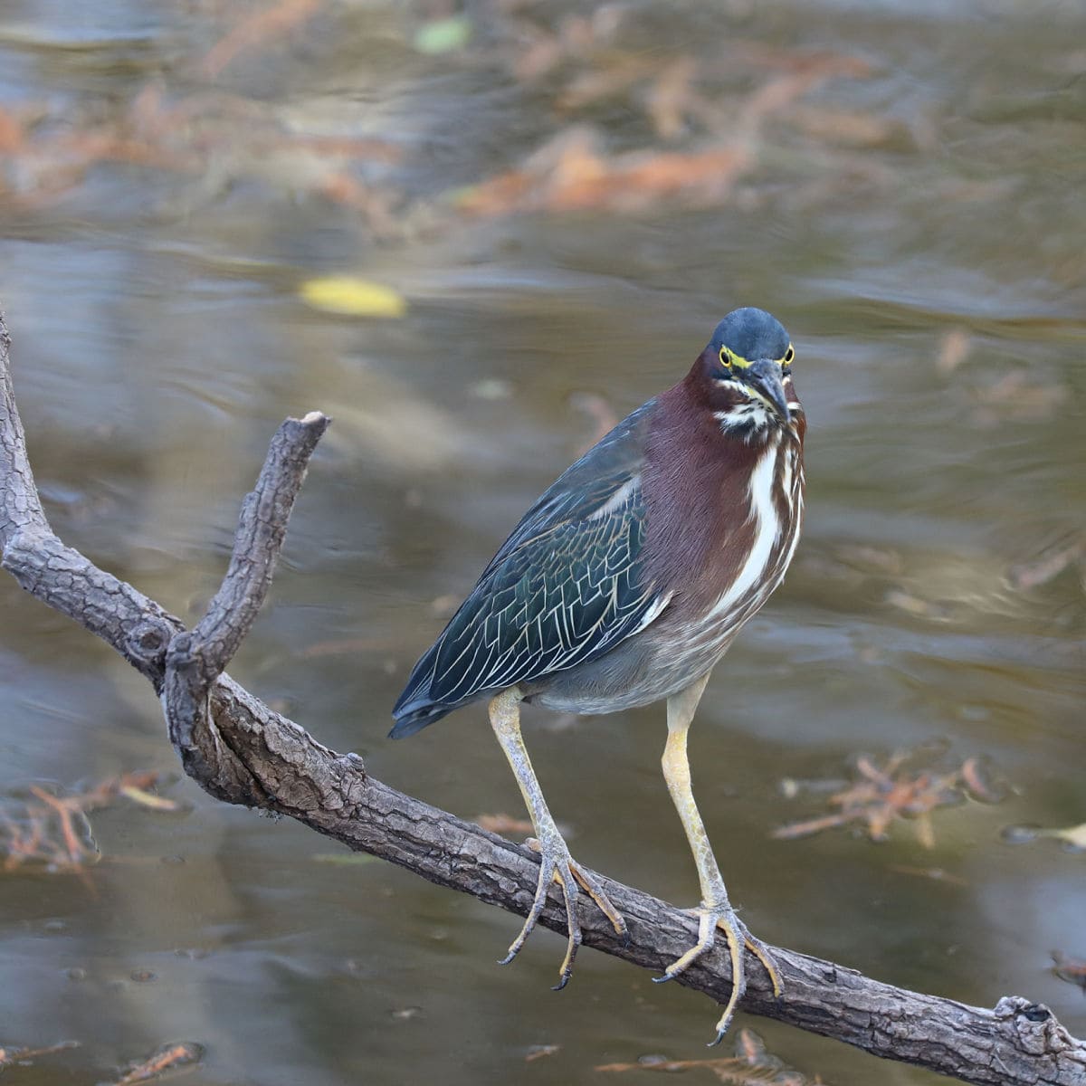 Little Green Heron at Big Cypress National Preserve