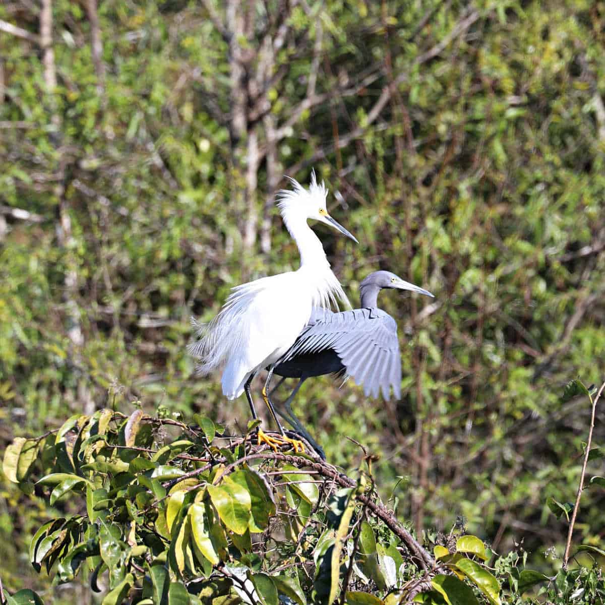 Snow Egret and Little Blue Heron 