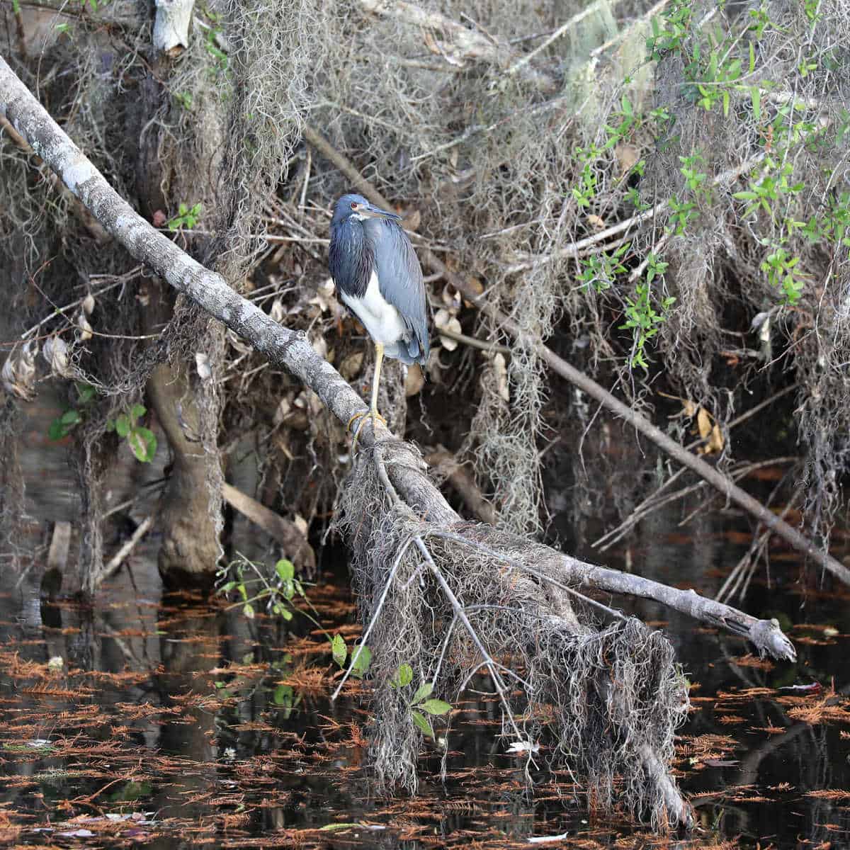 Tri-Colored Heron