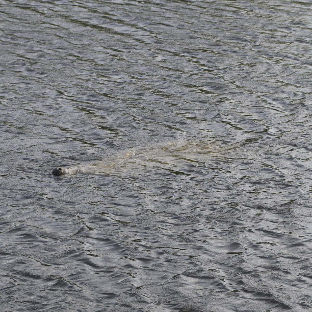 Manatee at Big Cypress National Preserve