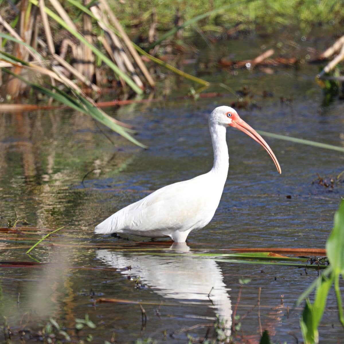 White Ibis at Big Cypress National Preserve