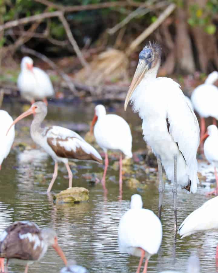 several birds at Big Cypress National Preserve in Florida including the endangered Wood Stork