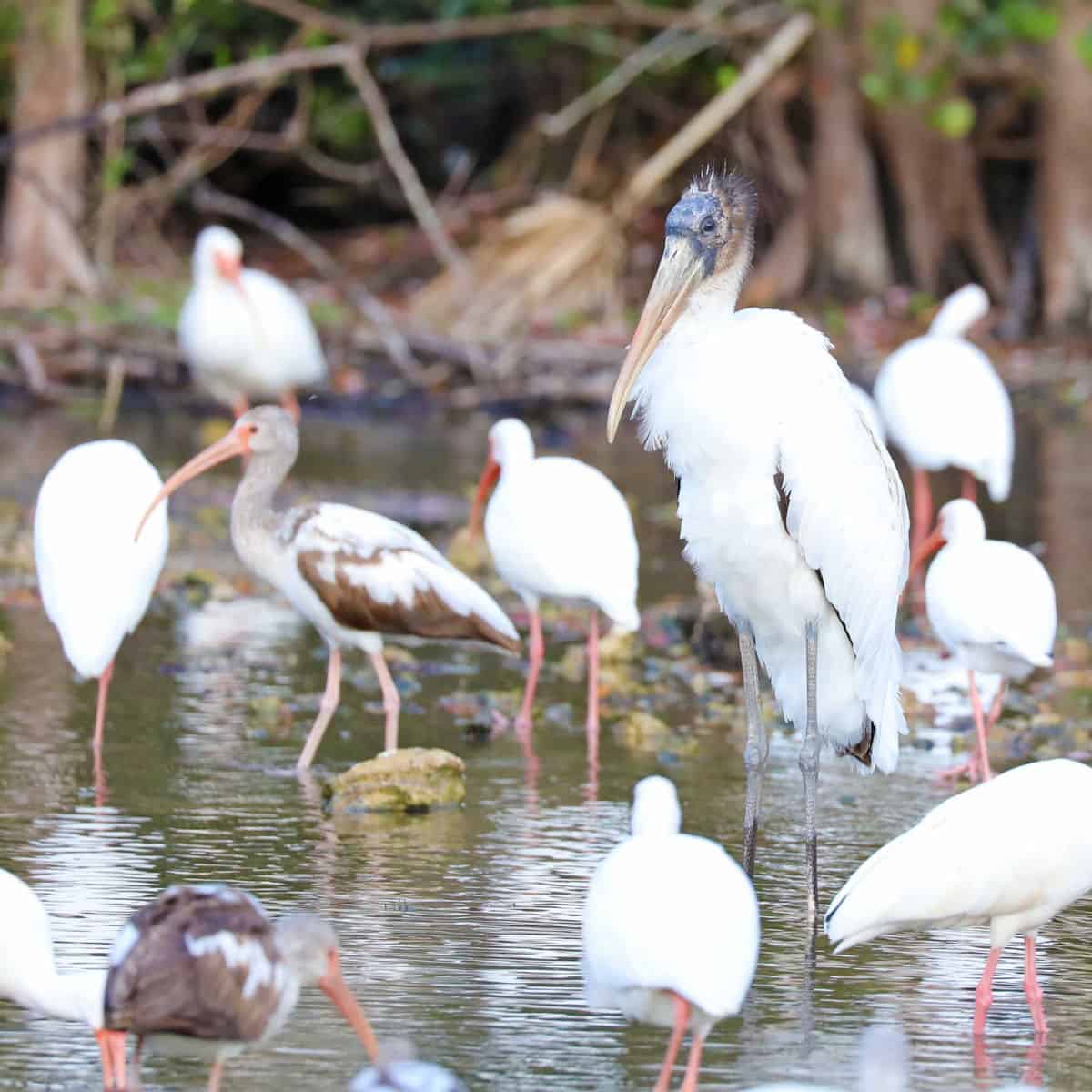 several birds at Big Cypress National Preserve in Florida including the endangered Wood Stork