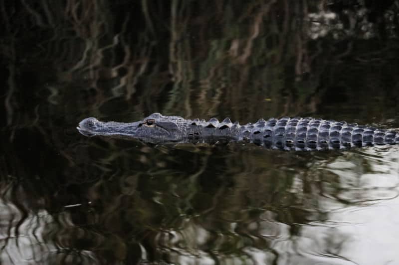 Alligator in the water near the Big Cypress National Preserve Visitor Center, Florida