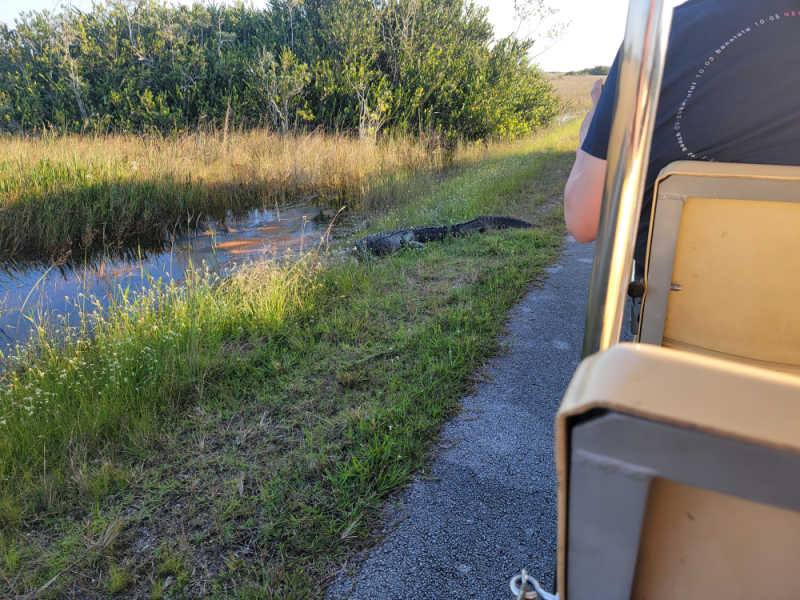 Alligator near the Shark Valley Tram, Everglades National Park