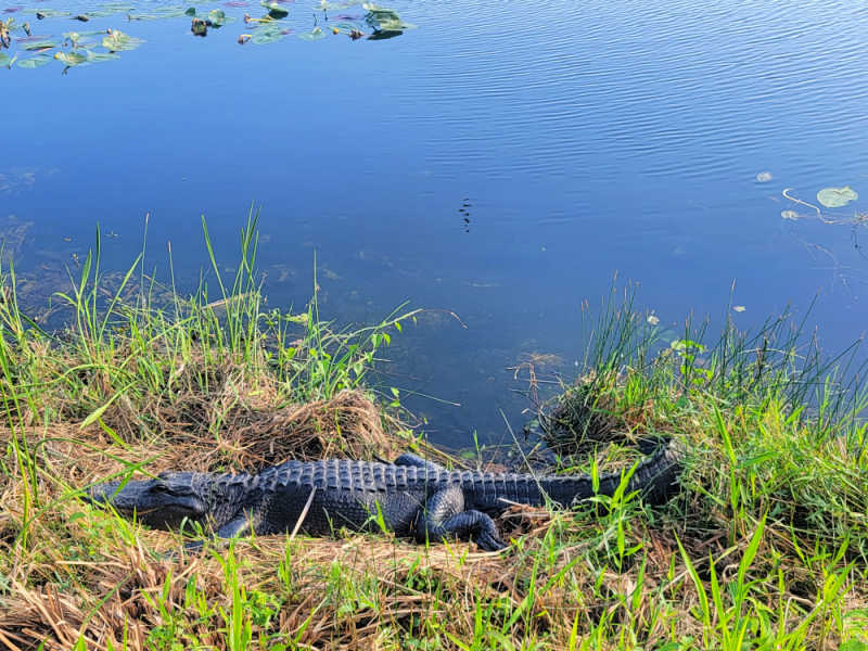 Alligator in the grass along the Anhinga Trail in Everglades National Park, Florida