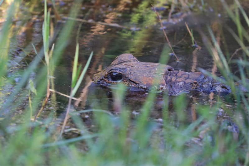 Alligator looking through the grass in Everglades National Park