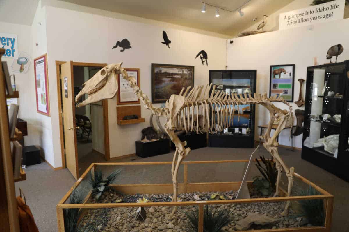 Hagerman Horse skeleton in Hagerman Fossil Beds National Monument in Idaho
