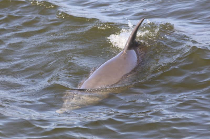 Bottlenose Dolphin riding a wave in Everglades National Park