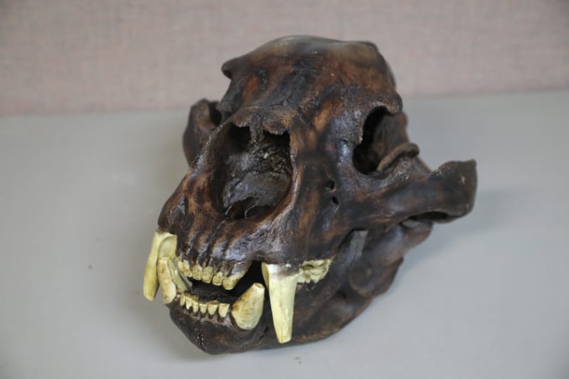 Fossil Head in the visitor center at Hagerman Fossil Beds National Monument, Idaho 