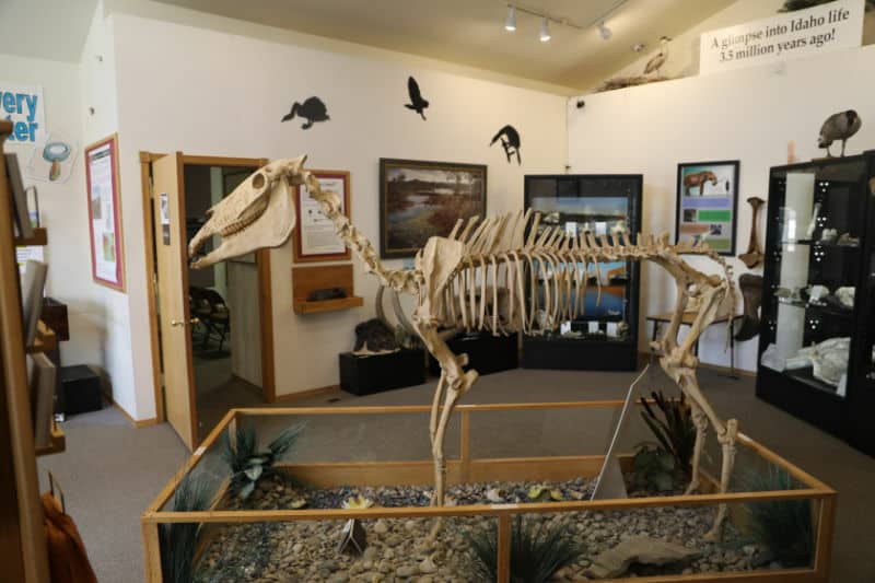 Hagerman Horse Skeleton in the visitor center of Hagerman Fossil Beds National Monument, Idaho