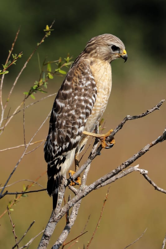 Red Shouldered Hawk in Everglades National Park