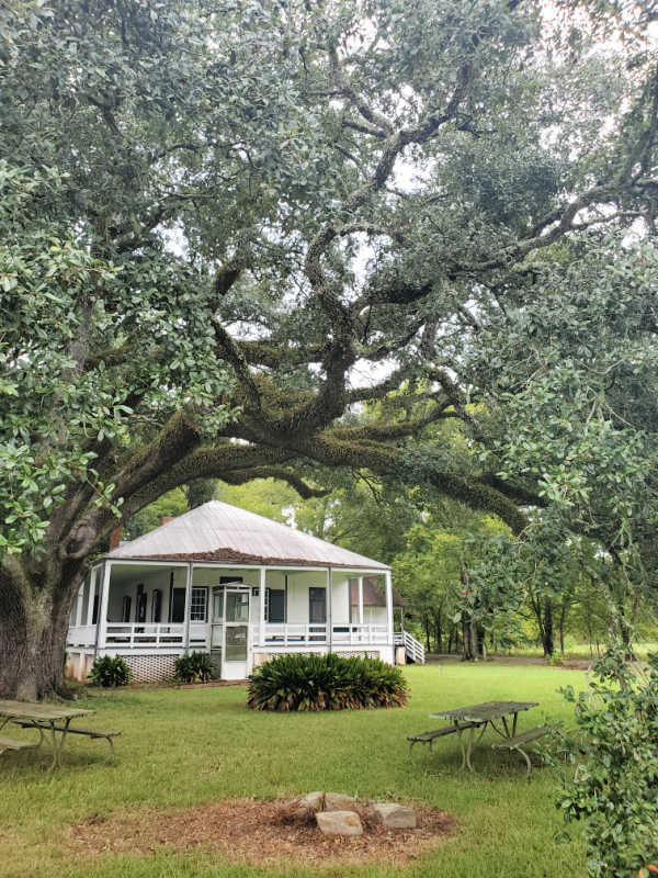 Magnolia Plantation house with large oak tree in Cane River Creole NHP