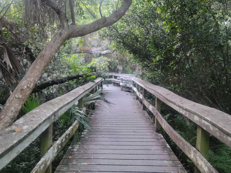 Mahogany Hammock trail boardwalk through the trees, Everglades national park, Florida