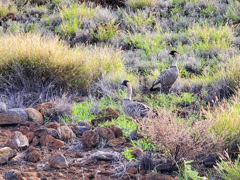 Pair of Nene Geese in the grass near Pu`ukoholā Heiau National Historic Site, Big Island of Hawaii