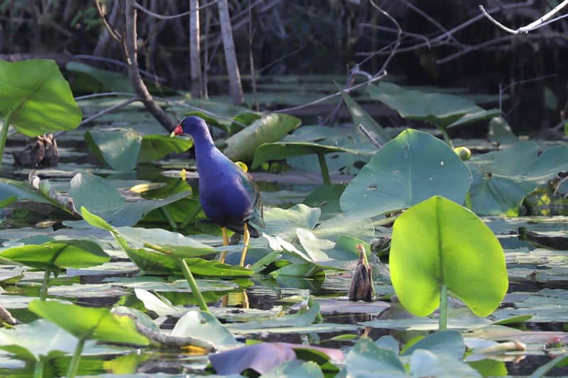 Purple Gallinule on lily pads in everglades national park 