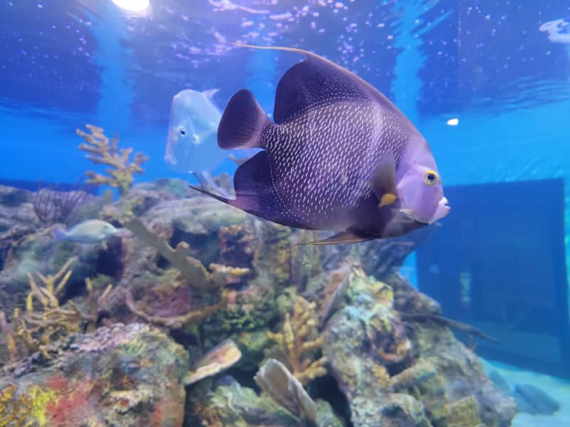 Tropical fish in an aquarium at John Pennekamp Coral Reef State Park, Florida