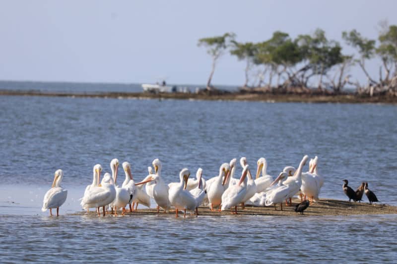 White pelicans on a sandbar in Everglades National Park