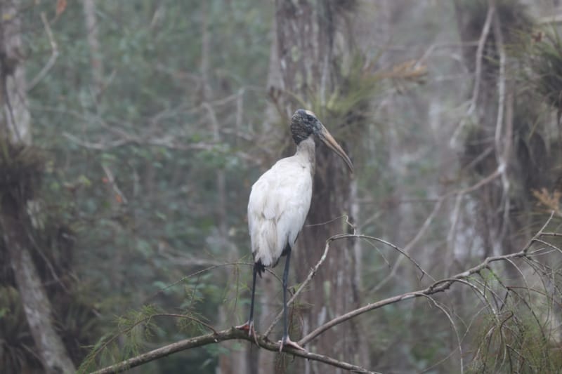 Wood Stork, Big Cypress National Preserve, Florida