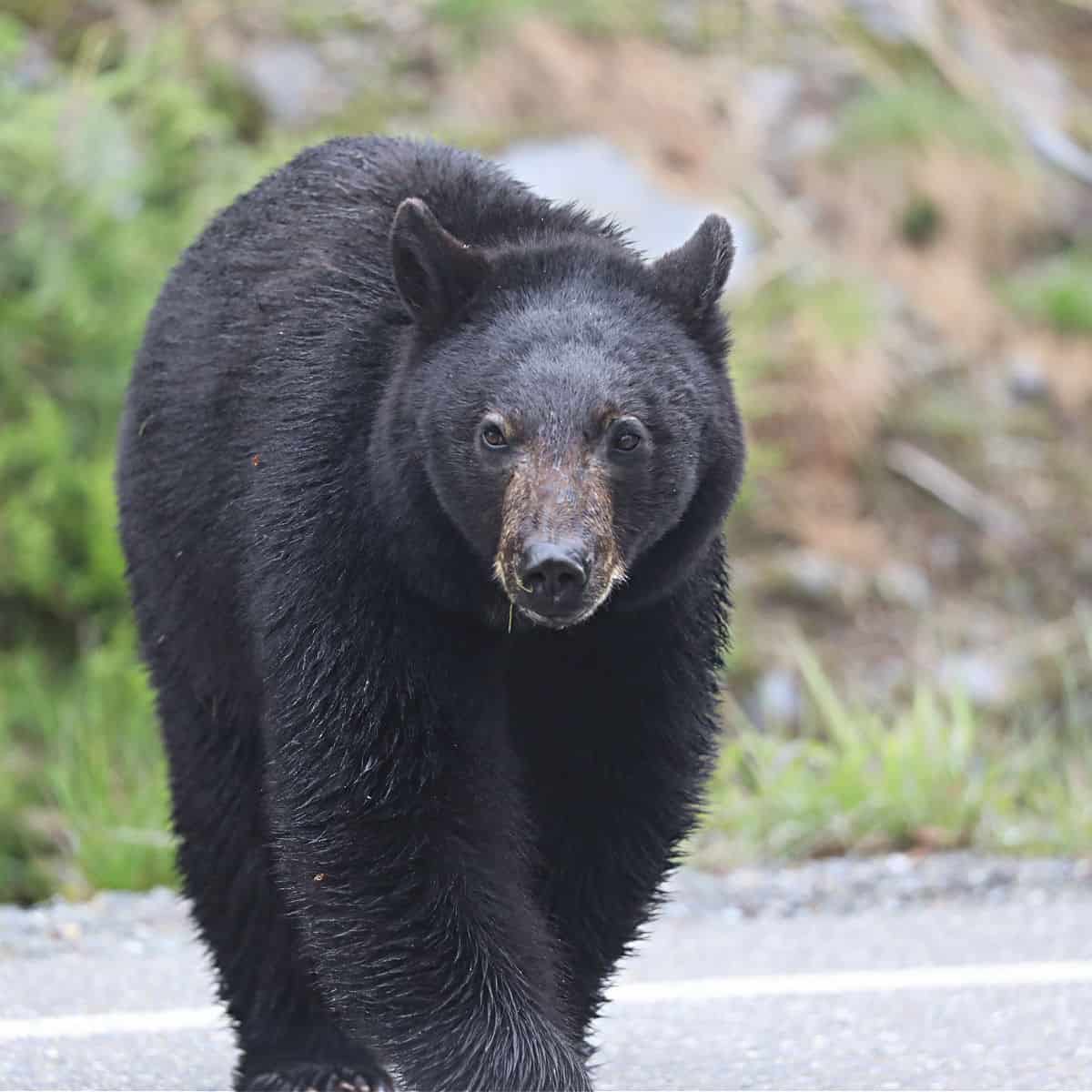 Black Bear at Mount Rainier National Park