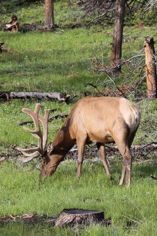 Elk with furry antlers in Rocky Mountain NP