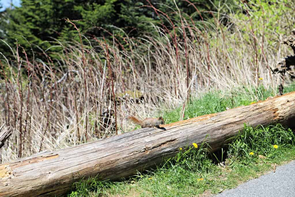 American Red Squirrel along the Kuwohi Trail