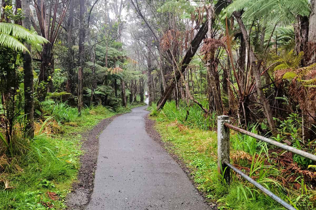 Paved trail through Hawaii Volcanos NP Rainforest