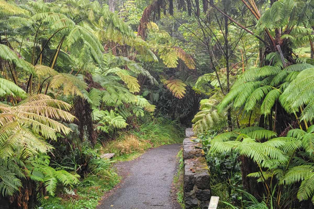 Paved trail through the rainforest and ferns