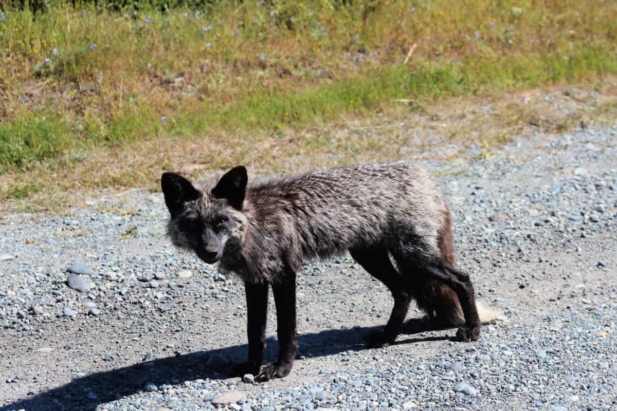 Adult grey fox on a gravel road in San Juan Island NHP