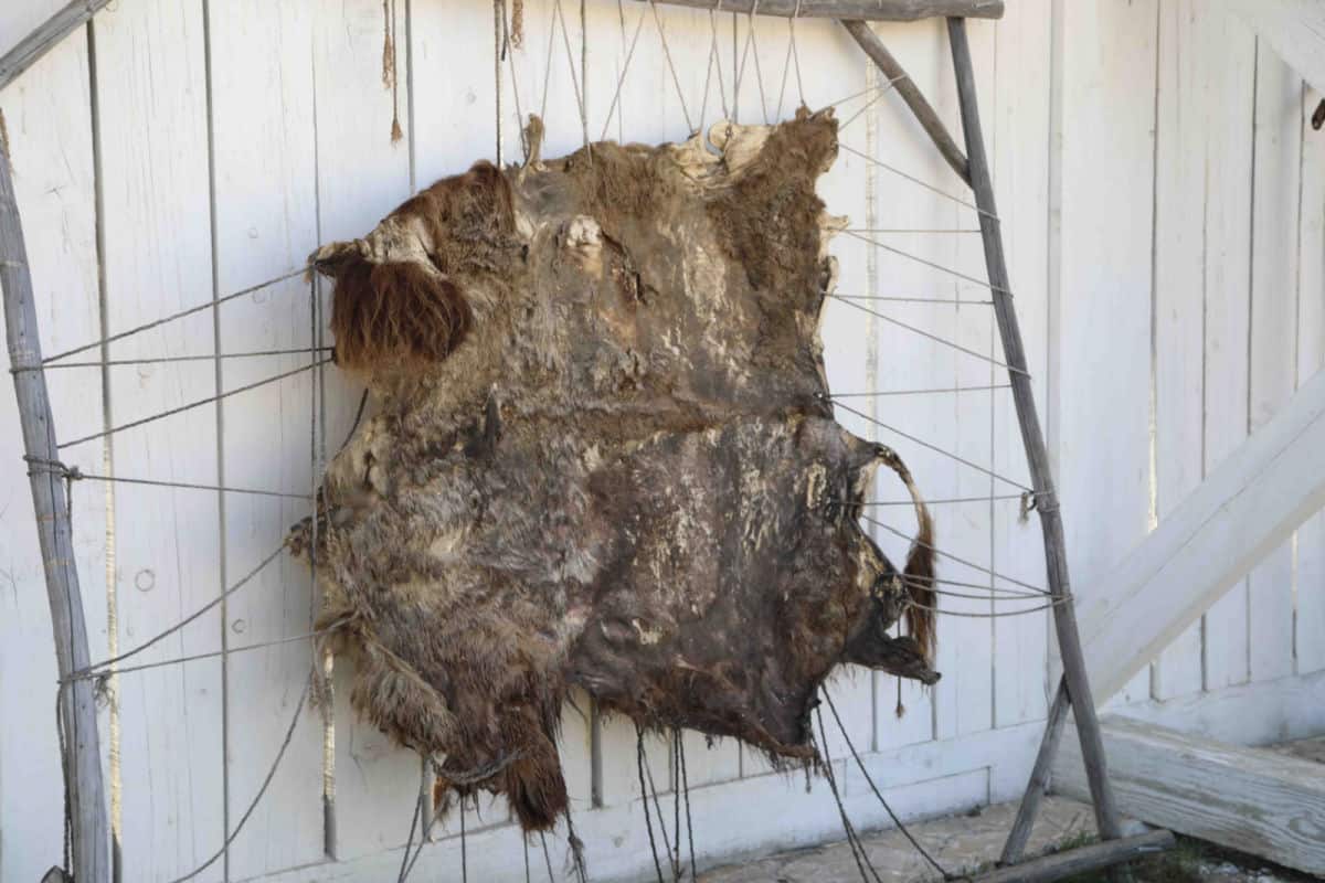 Buffalo Hide being stretched against a white fence