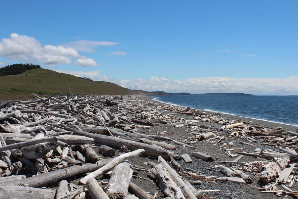 Driftwood Beach looking out over the puget sound and a grassy hill