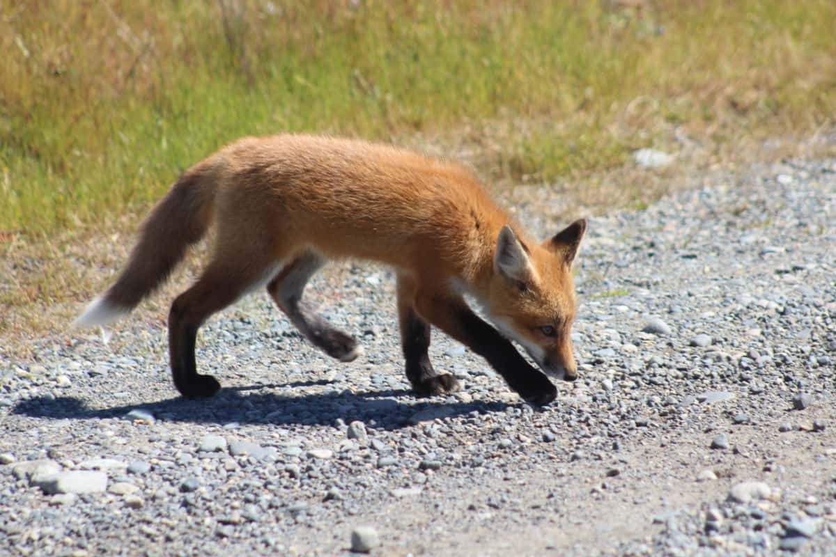 Orange Fox Kit walking across the road