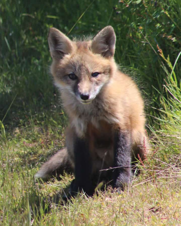 Fox pup in the grass of San Juan Island National Historical Park