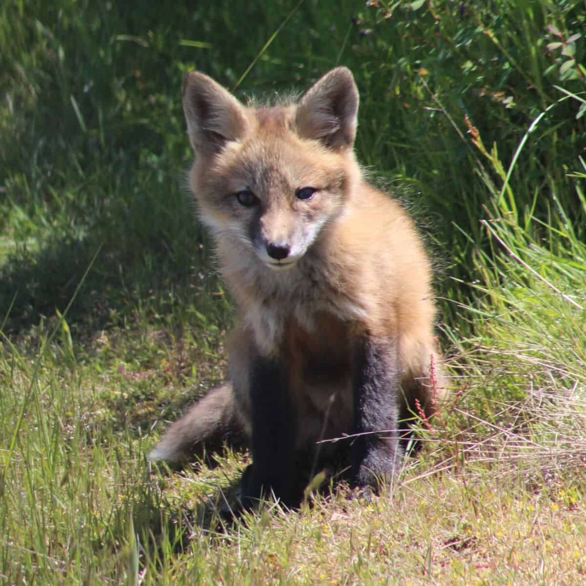 Fox pup in the grass of San Juan Island National Historical Park