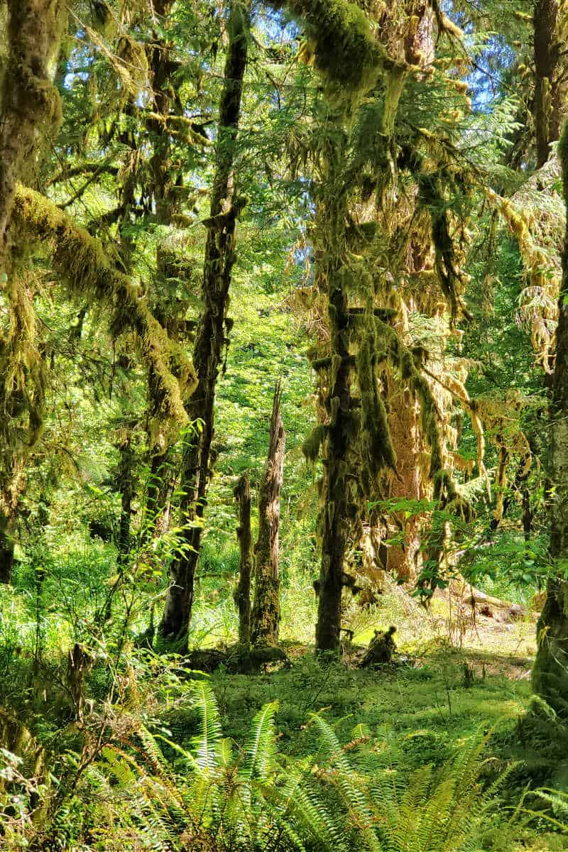 Hall of Mosses Trail Olympic National Park