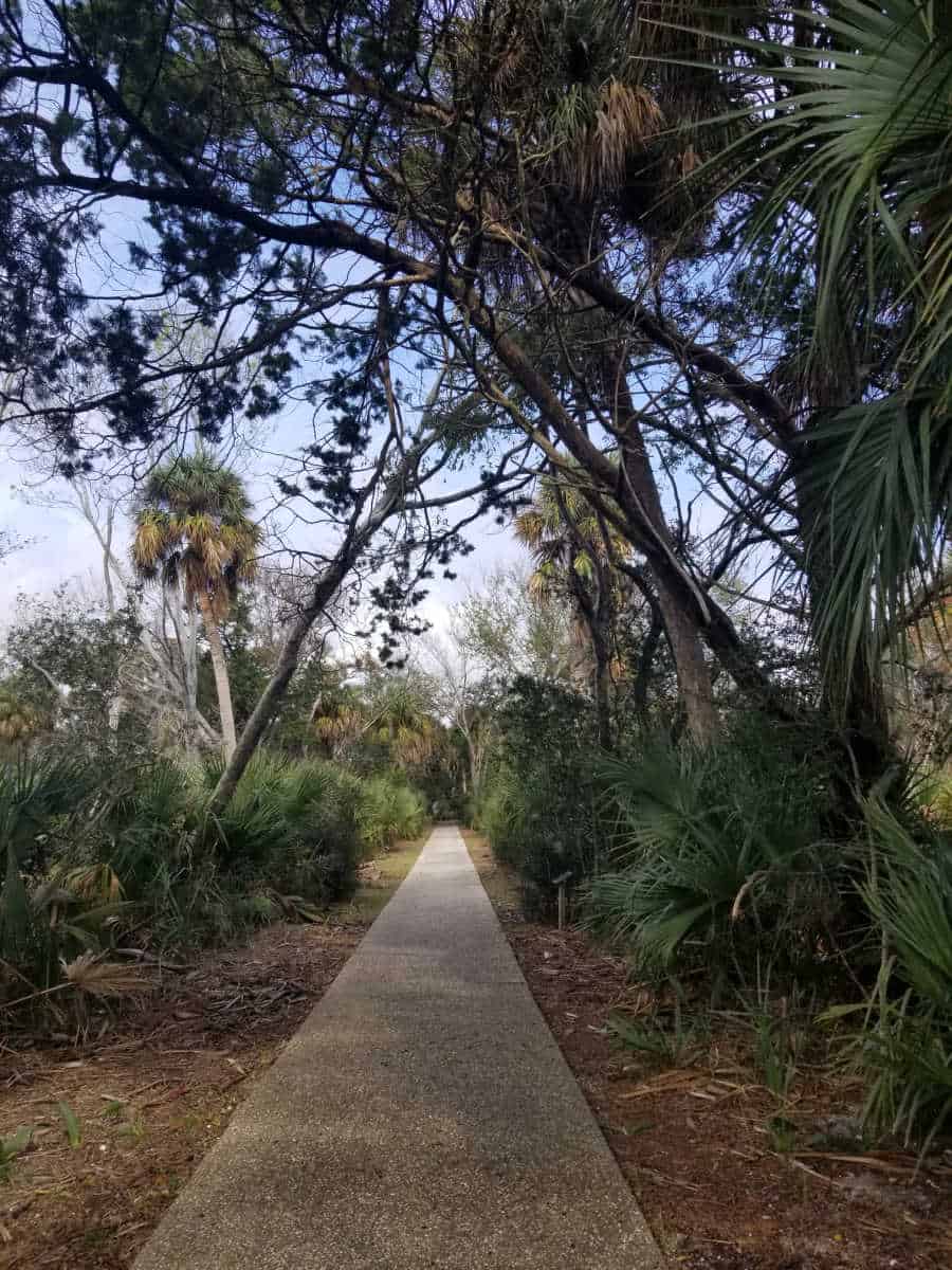 paved hiking trail leading through the palm trees and shrub at Fort Pulaski